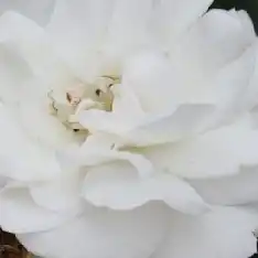Trandafiri online - Roz - trandafir pentru straturi Floribunda - fără parfum - Rosa Sümeg - Márk Gergely - ,-